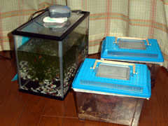 金魚の水槽とクワが他の飼育箱