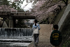 桜吹雪の中を寄り道（2006年4月16日）