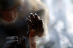 旭山動物園で手足について学ぶ（2006年8月12日）