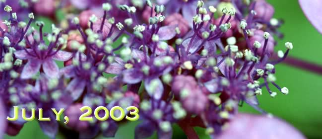 2003年7月：ガクアジサイの花